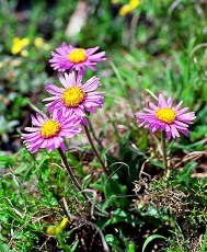 Aster alpinus L.